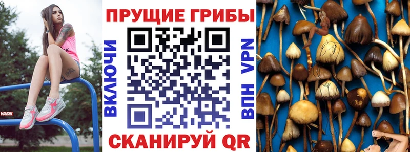 цены   Бабушкин  Псилоцибиновые грибы GOLDEN TEACHER 